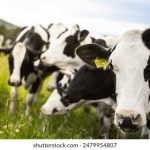 从公海赌船看赌博文化:历史、现状与未来 zc2qpah